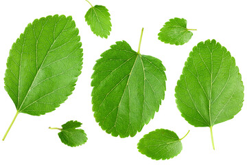 Mulberry leaves isolated on white background. top view