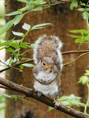 A grey squirrel (Sciurus carolinensis) sat on a branch in a tree on a dizzly afternoon