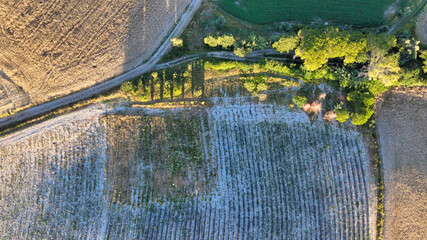 Lavender meadows in open countryside. Amazing aerial view in summer season