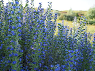 Meadow with blue flowers of the blueweed . Viper's Bugloss, Blueweed, Echium vulgare