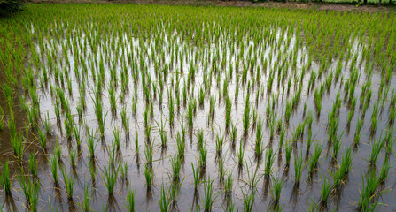 Obraz premium Rice fields