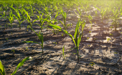 Sprouts of corn grow on a dry field. Field at sunset