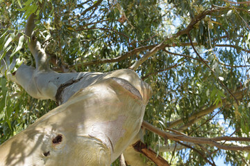 tree in the park close upp from under 