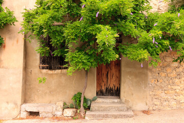old house with tree