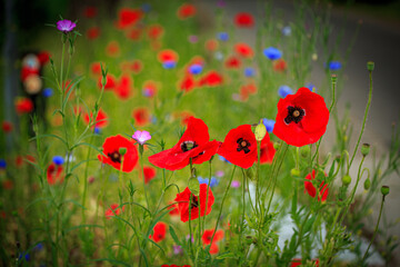 Obraz premium corn poppies