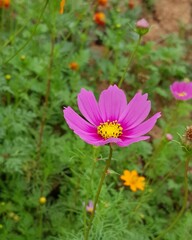 Fototapeta premium pink cosmos flower