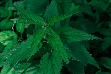 close up of hemp leaves