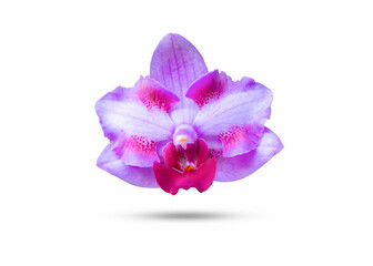 Thai orchid Flower beautiful nature close-up concept ideas Isolated on white background clipping path