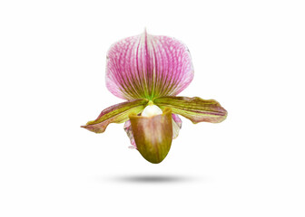 Fototapeta na wymiar Thai orchid Flower beautiful nature close-up concept ideas Isolated on white background clipping path