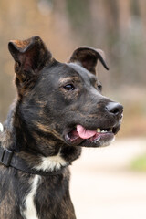 Half-breed dog of black with white on a leash.
