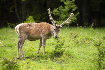 Obraz premium Majestic red deer, cervus elaphus, stag with antlers in velvet feeding on bush on meadow in summer. Male mammal eating greens with blurred background. Wild animal standing in nature from side view