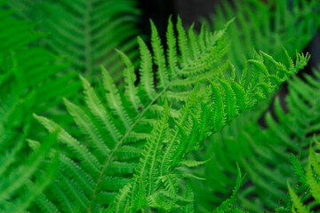 green fern leaves