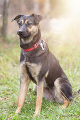 A breedless dog in a red collar on a walk in the autumn forest.