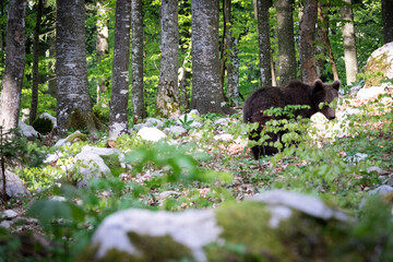 Oso pardo europeo. Ursus arctos arctos