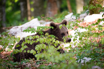 Oso pardo europeo. Ursus arctos arctos