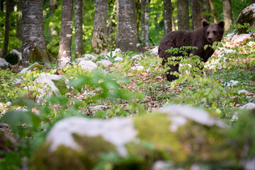 Oso pardo europeo. Ursus arctos arctos