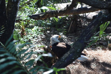 Bald eagle on ground in forest