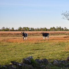 Two curious cows in evening sunshine