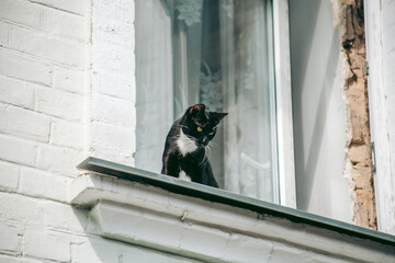 Homeless abandoned hungry and groomed cat