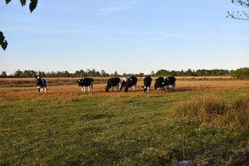 Herd with grazing black and white cattle