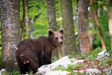 Oso pardo europeo. Ursus arctos arctos