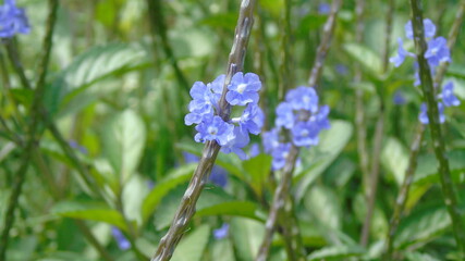blue flowers in the garden
