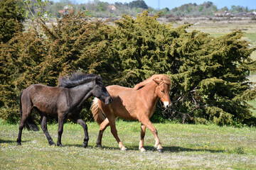 Obraz premium Two horses in a grassland with junipers