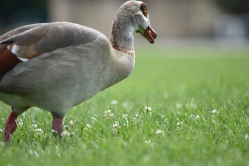 duck on the grass in the park
