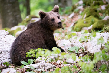 Fototapeta premium Oso pardo europeo. Ursus arctos arctos