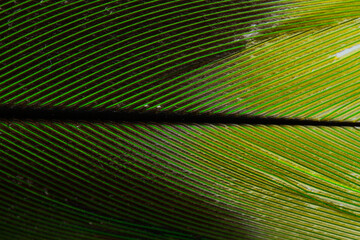 Fototapeta premium Beautiful Bright Green and Yellow Parrot Feather Close up Detail Texture. Abstract Pattern Background
