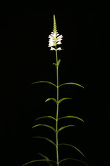 False Dragonhead (Physostegia virginiana). Habit
