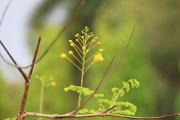 Close up of  yellow flowers