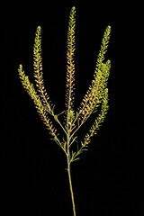 Dense-Flowered Pepperwort (Lepidium densiflorum). Habit