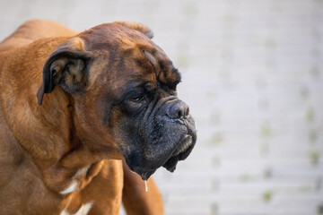 Boxer dog mature animal portrait with copy space background.
