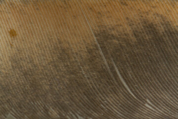 Beautiful Bright White and Brown Feather Close up Detail Texture. Abstract Pattern Background