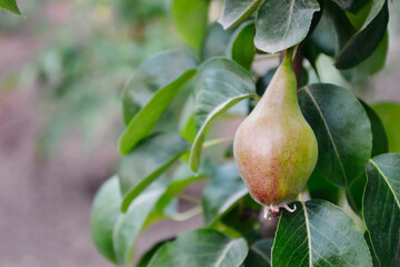 Pear tree branch. Fruit tree leaves. Retro style photo. Green pear. Countryside garden. Agriculture in the village.