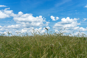 grass and sky