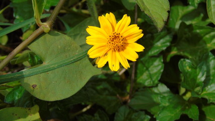 bee on a yellow flower