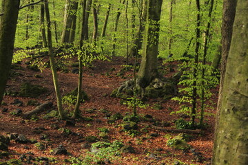 Landscape in the forest (autumn) in La fageda d'en Jordà (Olot, Catalonia) / Paisaje de un bosque 