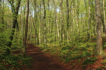 Landscape in the forest (autumn) in La fageda d'en Jordà (Olot, Catalonia) / Paisaje de un bosque 