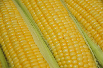 Corn background. Fresh organic farm market product. Sweetcorn cobs. Healthy food. Summer harvest.