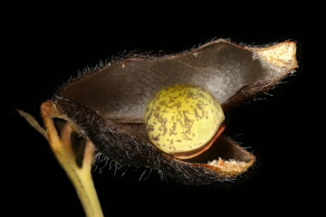 Hairy Tare (Vicia hirsuta). Seed Closeup