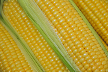 Corn background. Fresh organic farm market product. Sweetcorn cobs. Healthy food. Summer harvest.