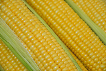 Corn background. Fresh organic farm market product. Sweetcorn cobs. Healthy food. Summer harvest.
