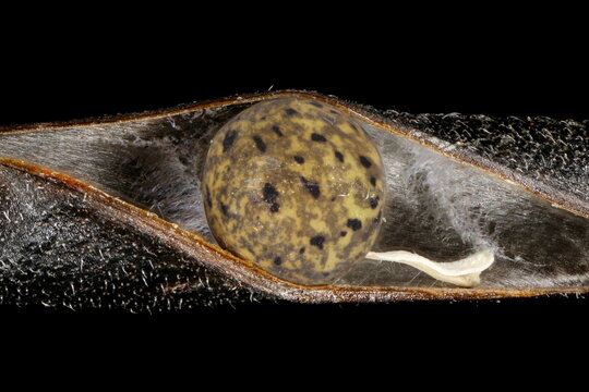 Narrow-Leaved Vetch (Vicia angustifolia). Seed Closeup