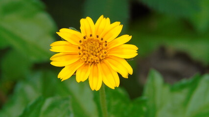 yellow flower in the garden