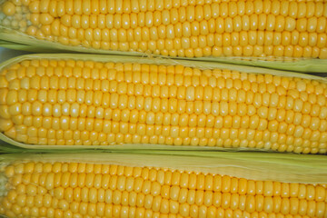 Corn background. Fresh organic farm market product. Sweetcorn cobs. Healthy food. Summer harvest.