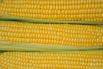 Corn background. Fresh organic farm market product. Sweetcorn cobs. Healthy food. Summer harvest.