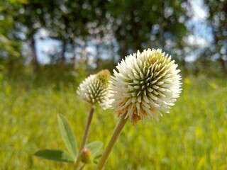 beautiful white flower bud among green grass on a sunny day