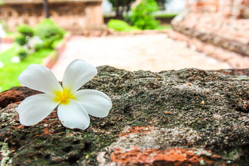 Plumeria white and yellow flowers resting on granite in the old temple